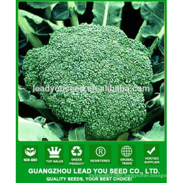 NBR021 Senme Guangzhou brocolli seeds company, seeds for sale